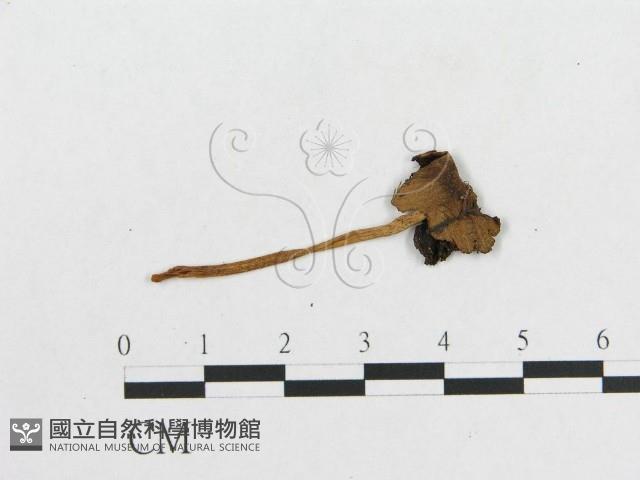登錄號:F0010895藏品圖，第1張