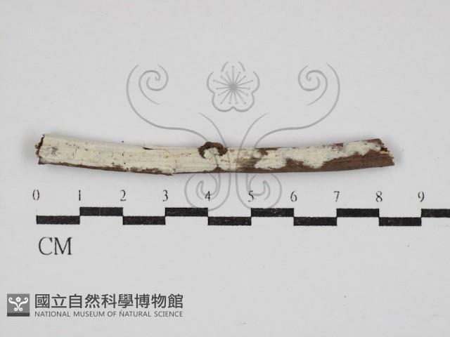 登錄號:F0030895藏品圖，第1張