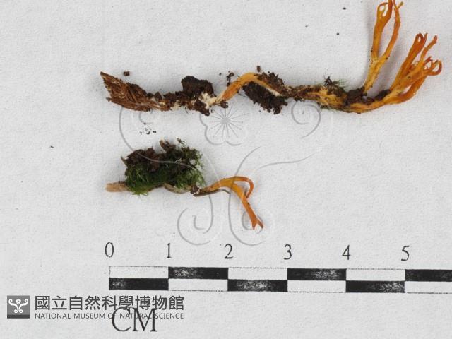 登錄號:F0026895藏品圖，第1張