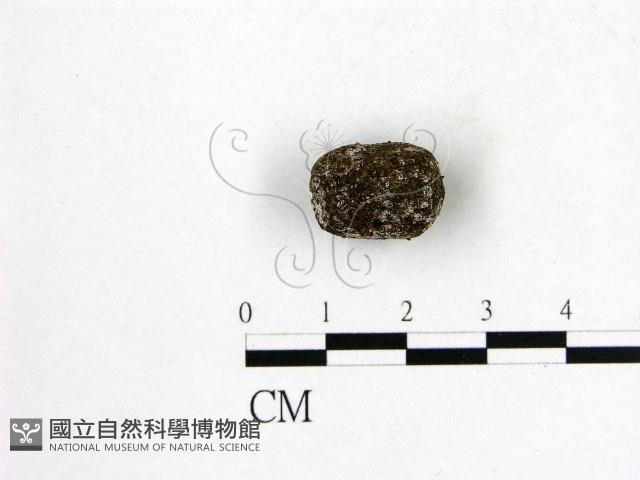 登錄號:F0016895藏品圖，第1張