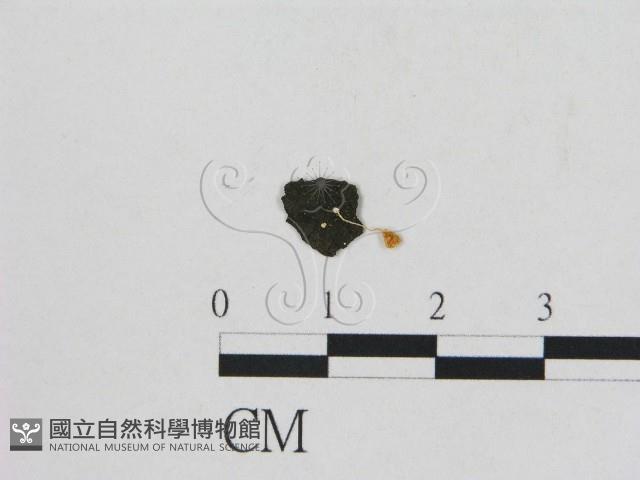 小菇屬藏品圖，第3張