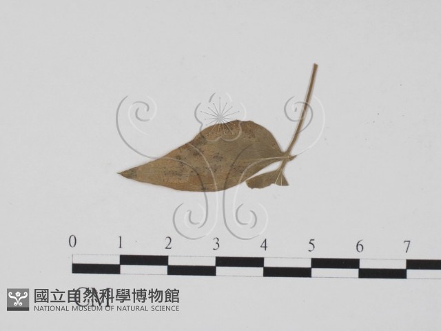 登錄號:F0011895藏品圖，第1張