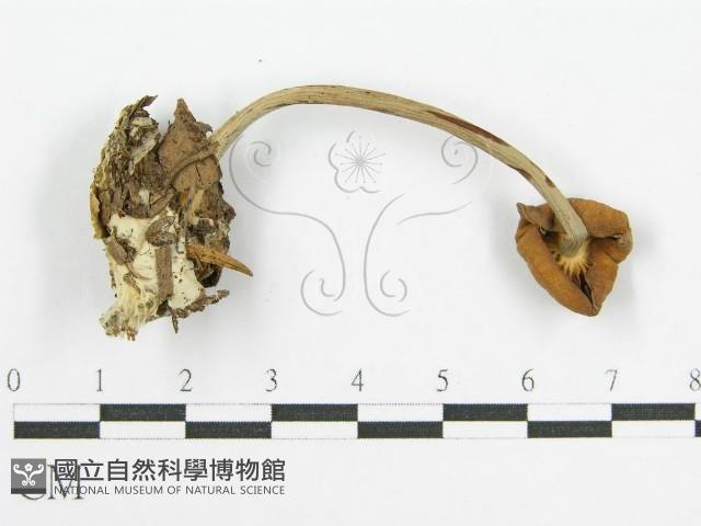 登錄號:F0004895藏品圖，第1張