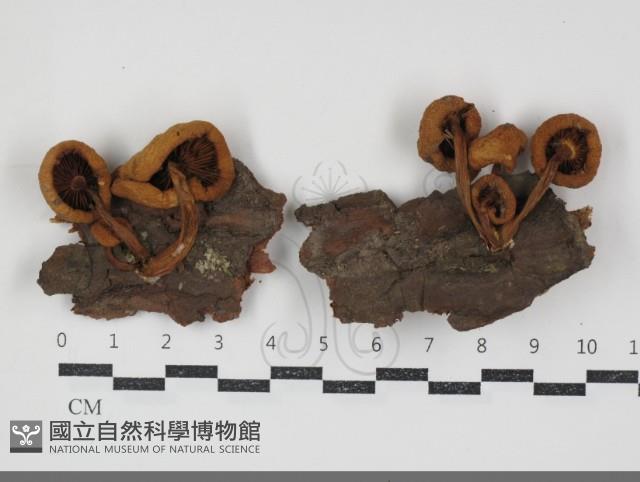 登錄號:F0034895藏品圖，第1張