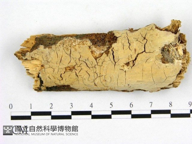 登錄號:F0002895藏品圖，第1張