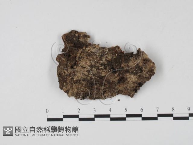 登錄號:F0012895藏品圖，第1張