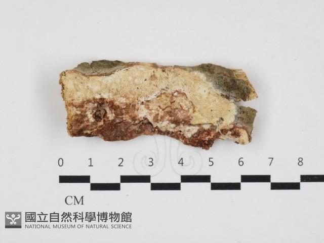 多年臥孔菌屬藏品圖，第1張