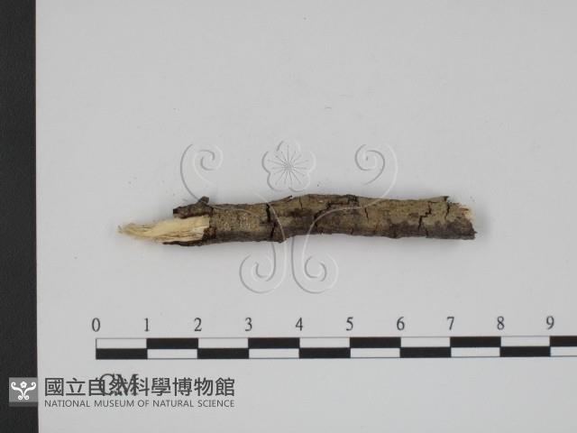 登錄號:F0007895藏品圖，第1張