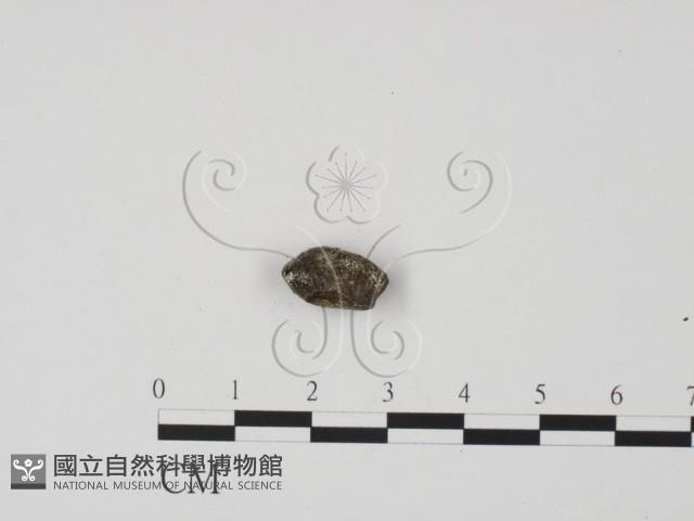 登錄號:F0017895藏品圖，第1張