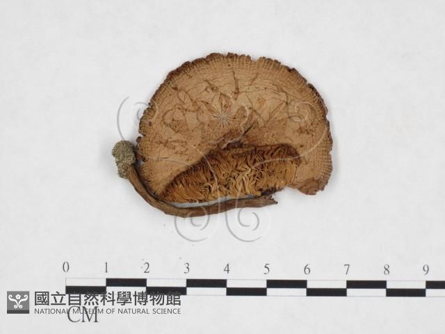 登錄號:F0025895藏品圖，第1張
