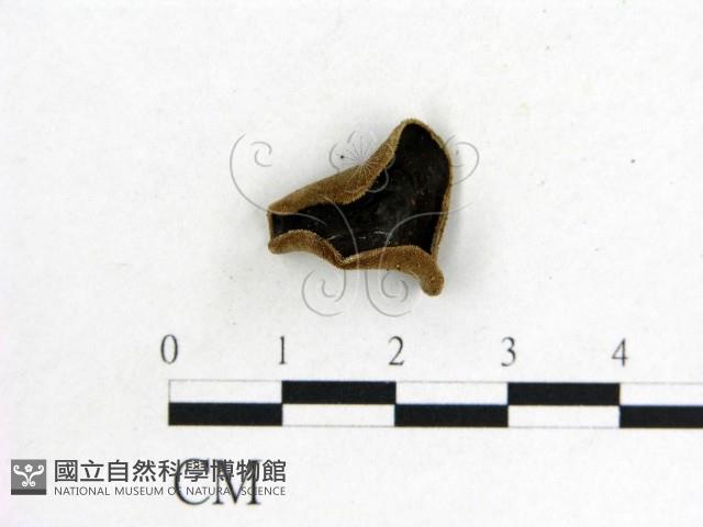 木耳屬藏品圖，第1張