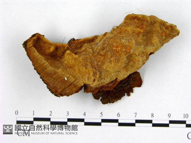 登錄號:F0019895藏品圖，第1張