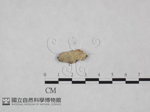 登錄號:F0023895藏品圖，第1張