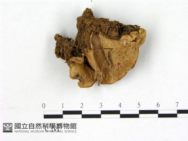 登錄號:F0003895藏品圖，第1張