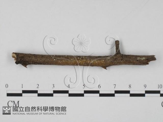 登錄號:F0013895藏品圖，第1張