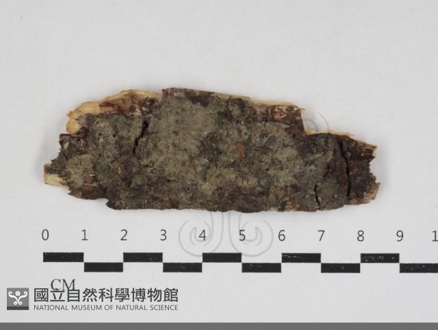 射脈菌屬藏品圖，第1張