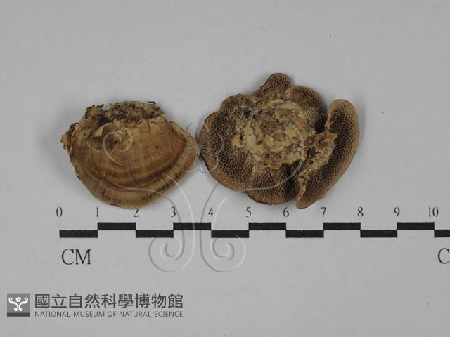 Accession Number:F0028995 Collection Image, Figure 1, Total 2 Figures