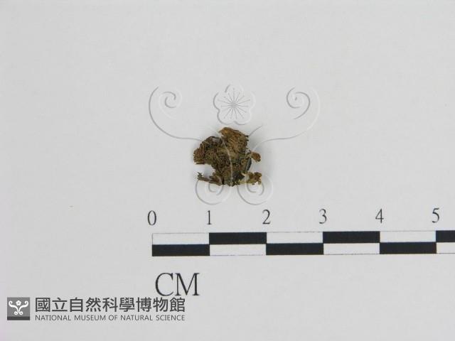 登錄號:F0008995藏品圖，第1張