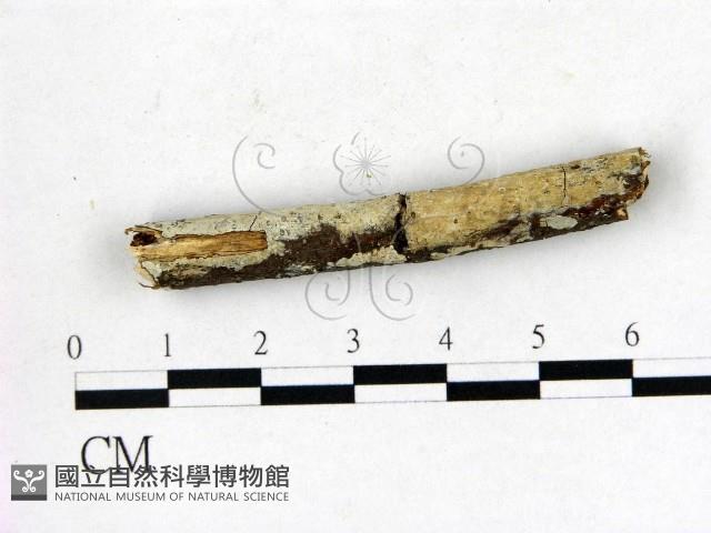 登錄號:F0020995藏品圖，第1張