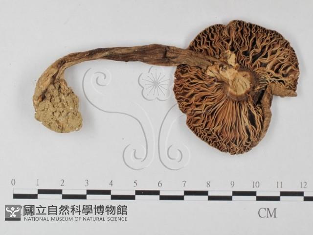 鵝膏屬藏品圖，第1張
