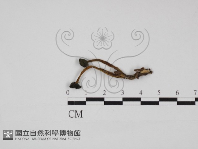 登錄號:F0030995藏品圖，第1張