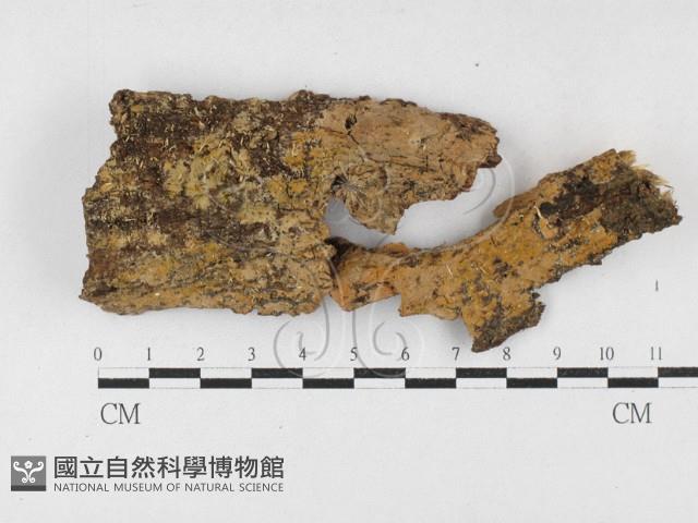 射脈菌屬藏品圖，第1張