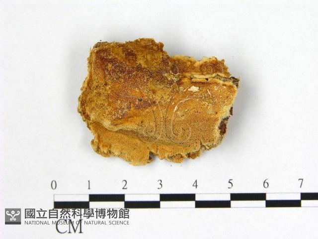 登錄號:F0006995藏品圖，第1張