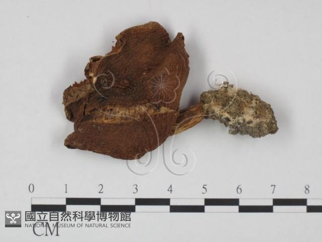 登錄號:F0021995藏品圖，第1張
