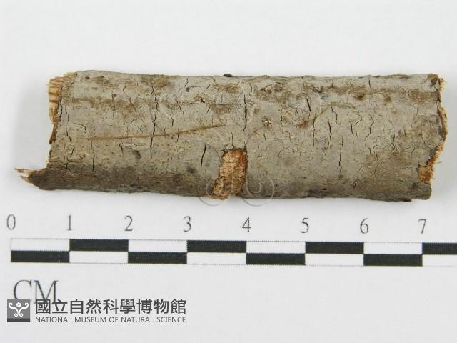 筍殼菌屬藏品圖，第1張