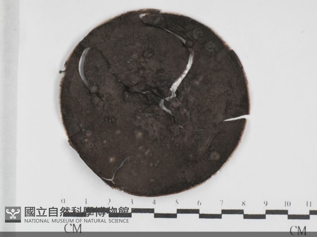 登錄號:F0031995藏品圖，第1張