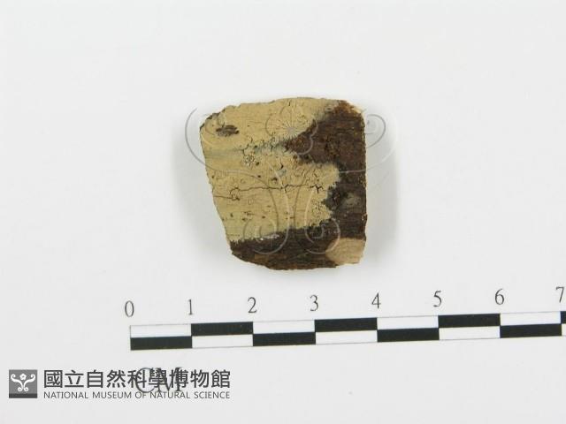 登錄號:F0004995藏品圖，第1張