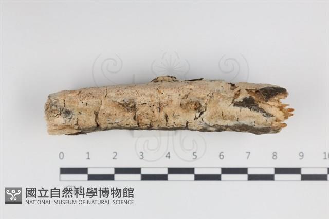 登錄號:F0034995藏品圖，第1張