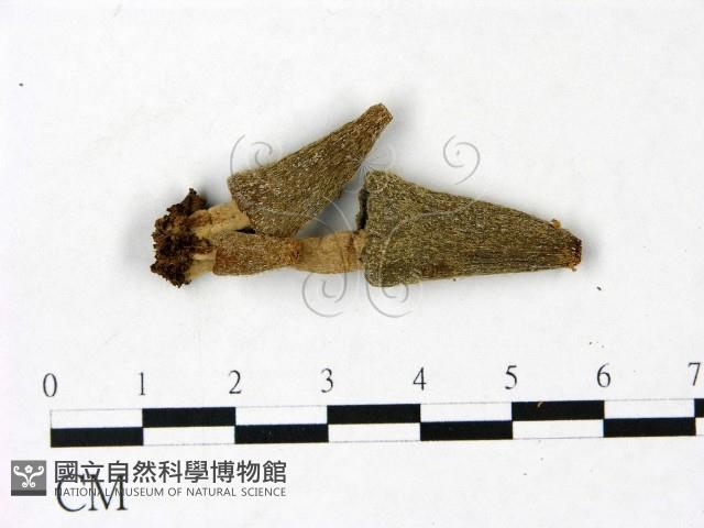登錄號:F0022995藏品圖，第1張