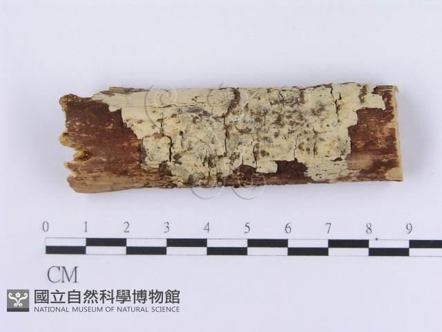 登錄號:F0002995藏品圖，第1張