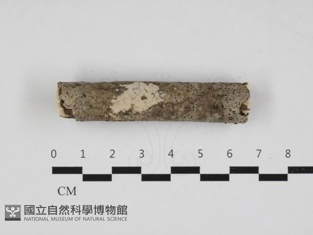 登錄號:F0032995藏品圖，第1張