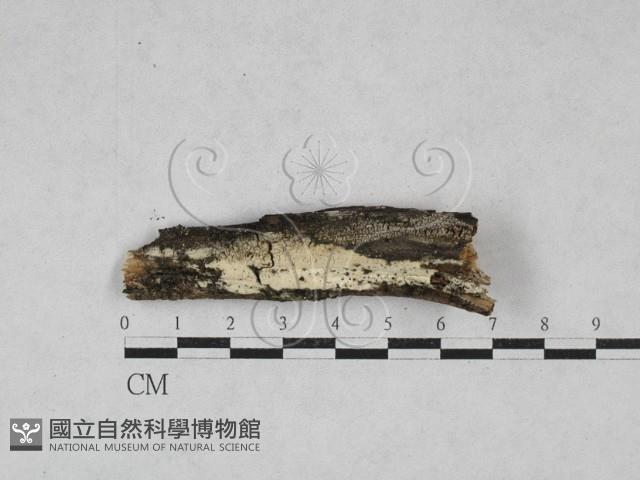 絲齒菌屬藏品圖，第1張