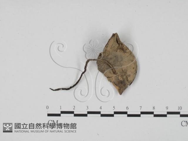 炭角菌屬藏品圖，第1張