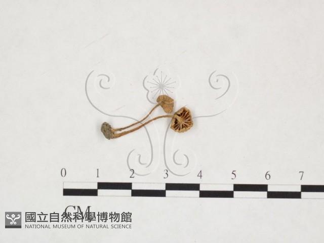 登錄號:F0025995藏品圖，第1張