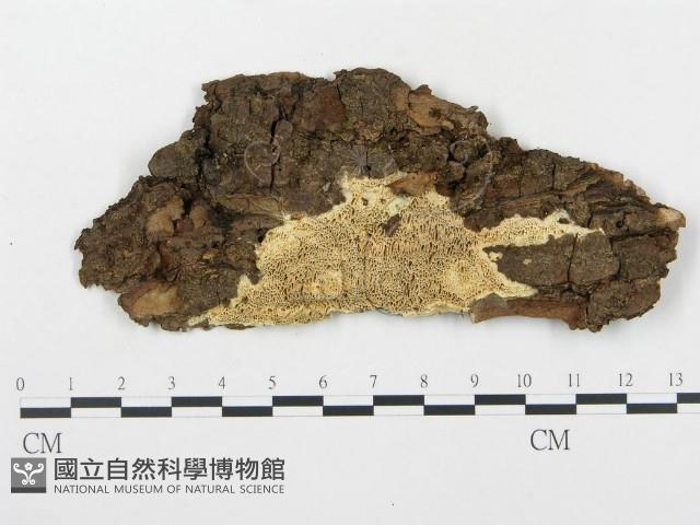 登錄號:F0005995藏品圖，第1張