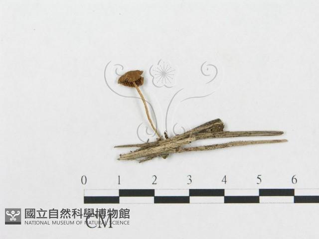 登錄號:F0015995藏品圖，第1張