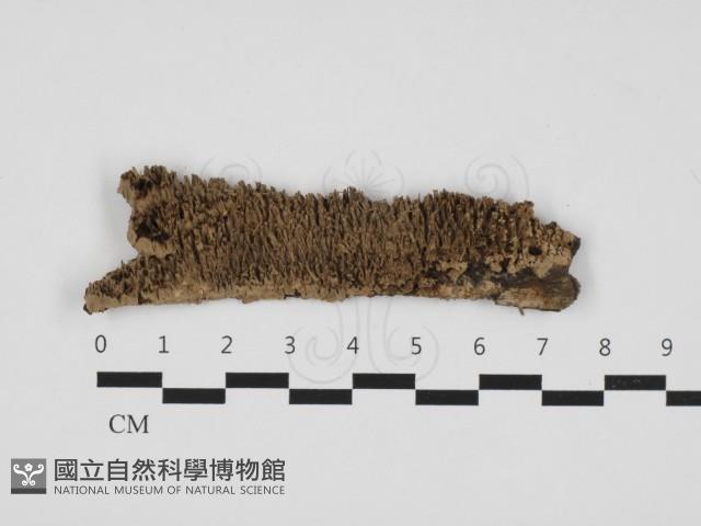 登錄號:F0023995藏品圖，第1張