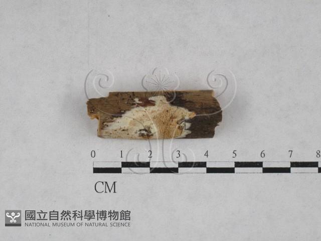 登錄號:F0003995藏品圖，第1張