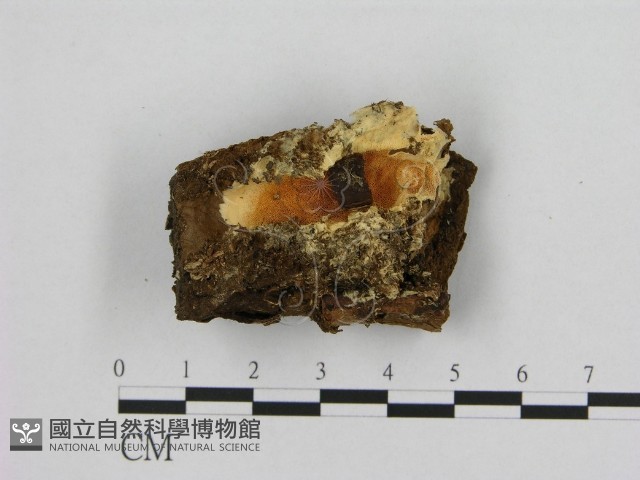 登錄號:F0013995藏品圖，第1張
