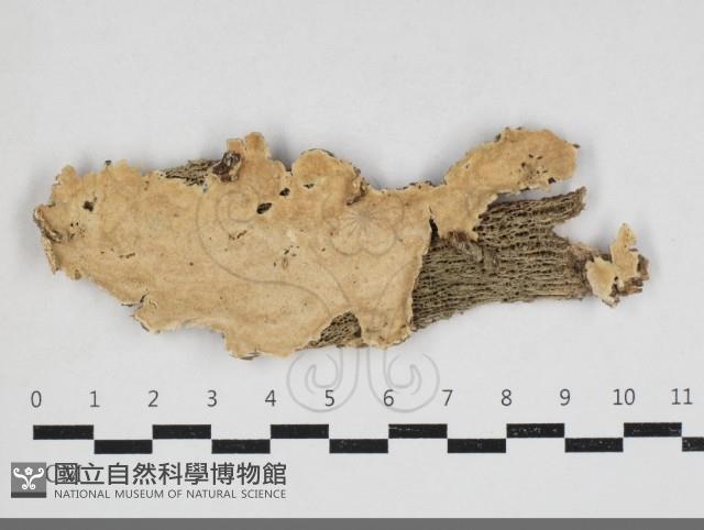 容氏菌屬藏品圖，第1張