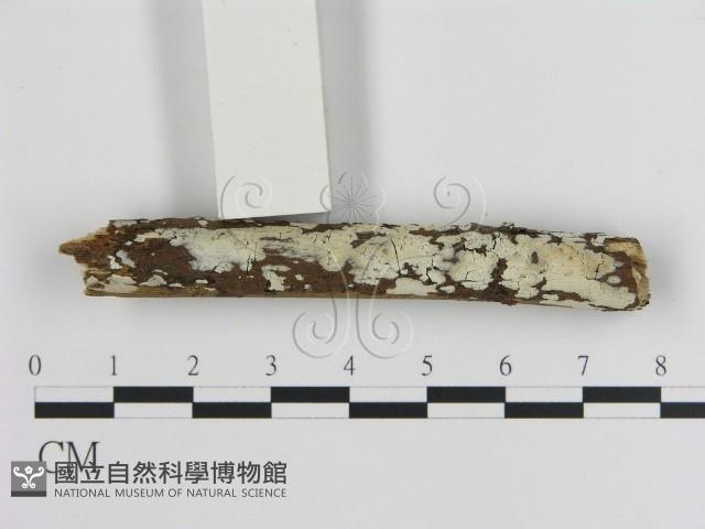 刺皮菌屬藏品圖，第1張