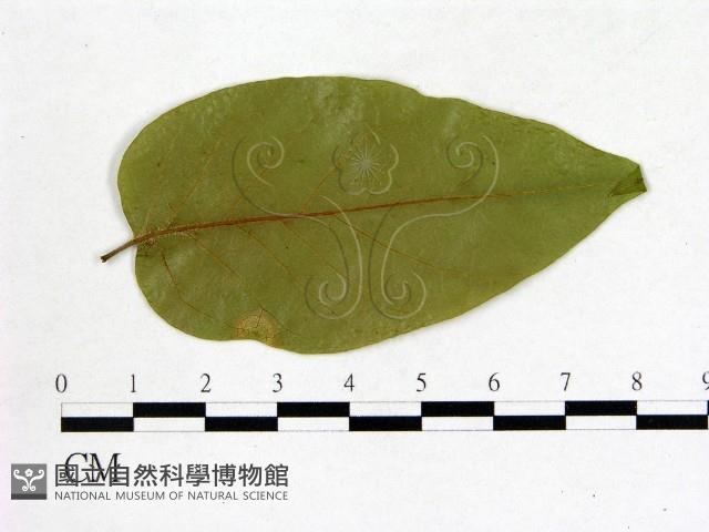 登錄號:F0020695藏品圖，第1張