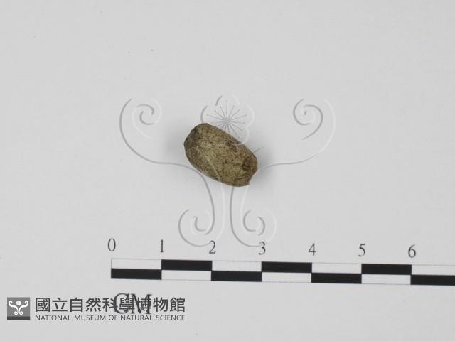 登錄號:F0000695藏品圖，第1張