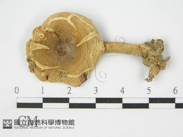 登錄號:F0010695藏品圖，第1張