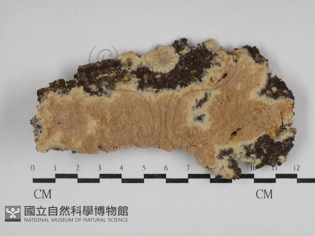 登錄號:F0030695藏品圖，第1張