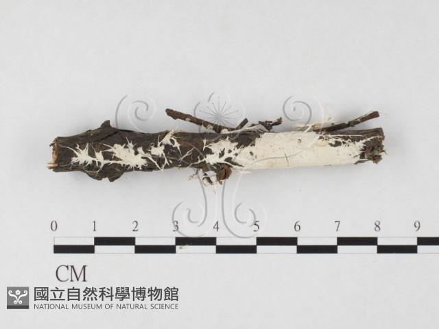 登錄號:F0026695藏品圖，第1張